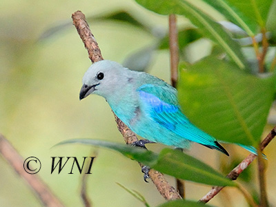Blue-gray Tanager (Thraupis episcopus)